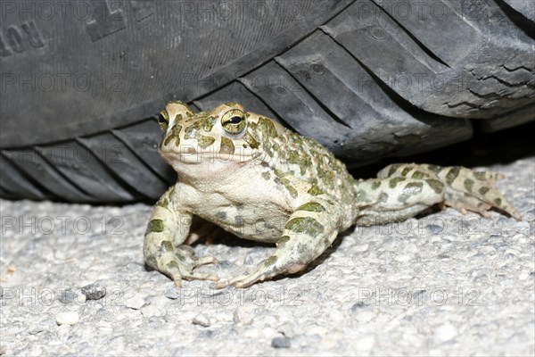 Green toad