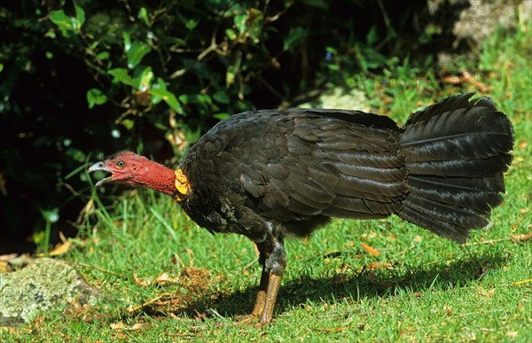 Big-footed chicken