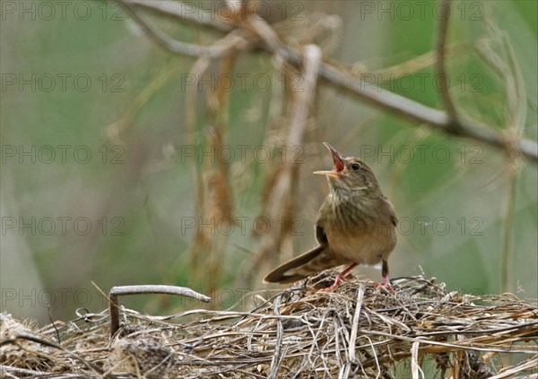 River Warbler