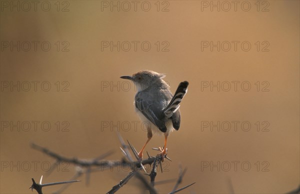 Red-fronted Warbler