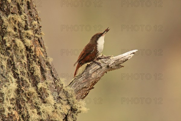 White-throated Treerunner