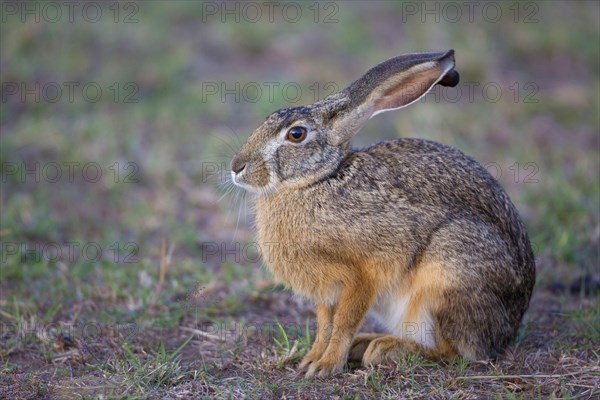 Cape hare