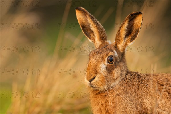 European hare