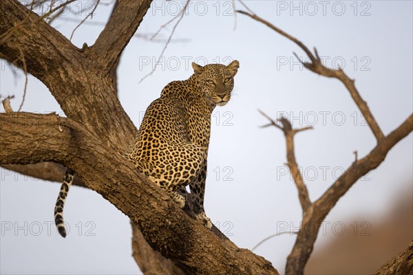 African leopard