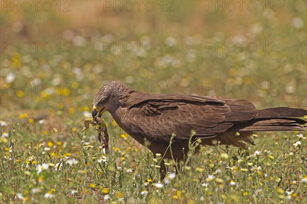 Black Kite