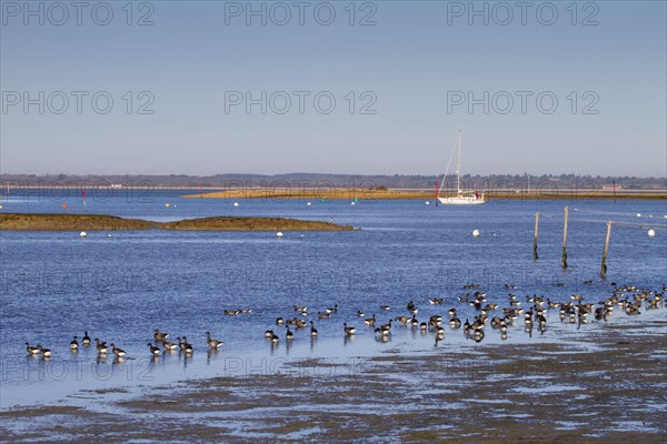 Brant goose