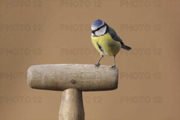Blue tit