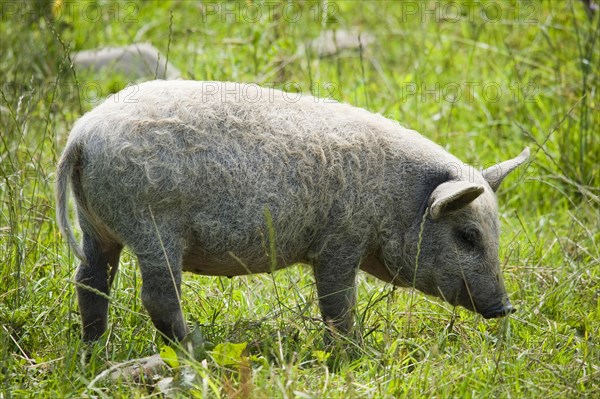 Domestic pig