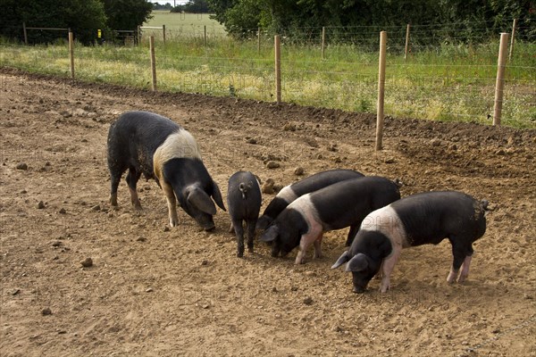 Saddle-head sow with piglet feeding