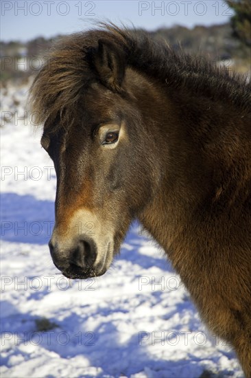 Exmoor pony