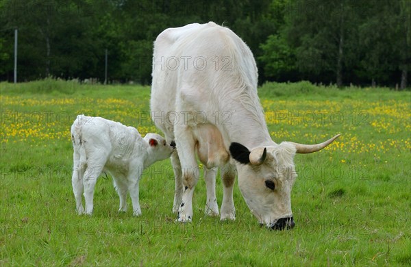 White Park Cattle