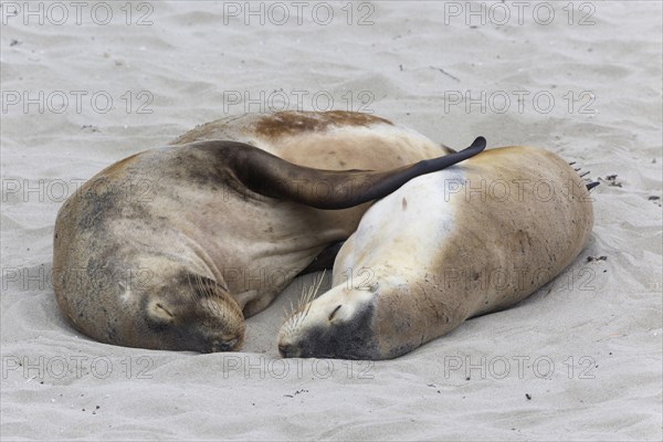 Australian sea lion