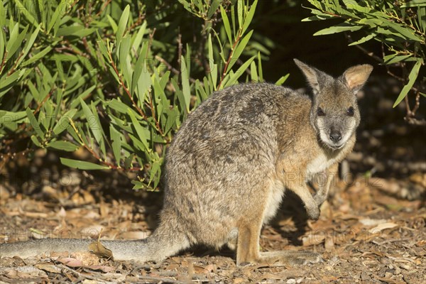 Tammar wallaby