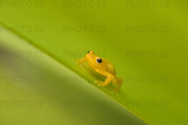 Golden poison dart frog