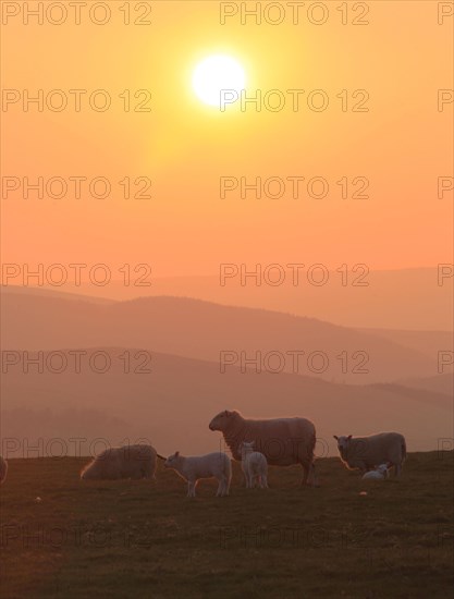 Domestic sheep