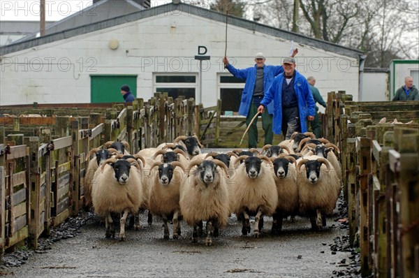 Blackface Sheep