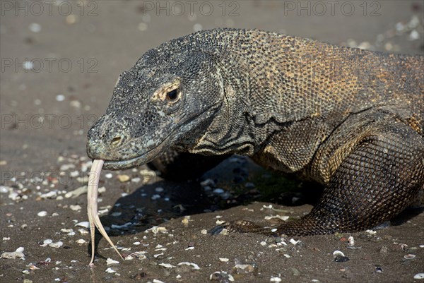 Komodo dragon