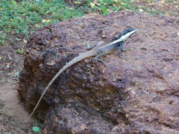 Northern water dragon