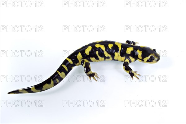 Barred Tiger Salamander