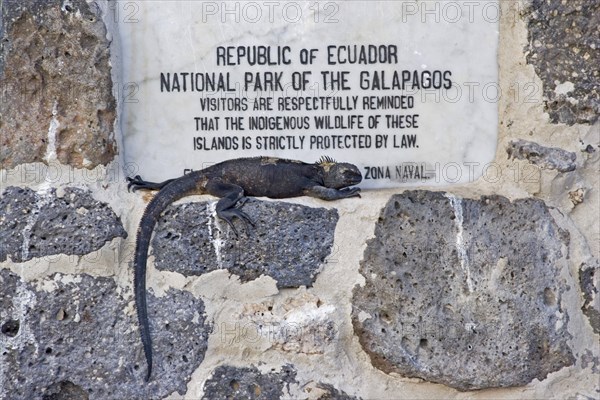 Marine Iguana