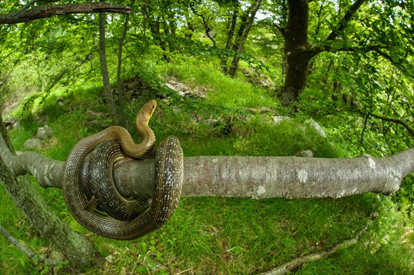 Aesculapian Snake