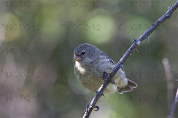 Small Tree Finch