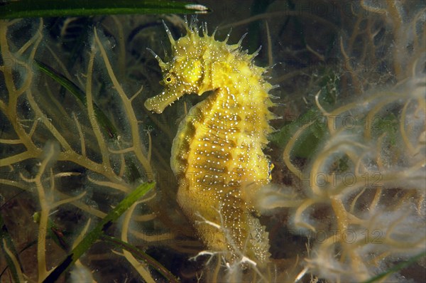 Seahorse