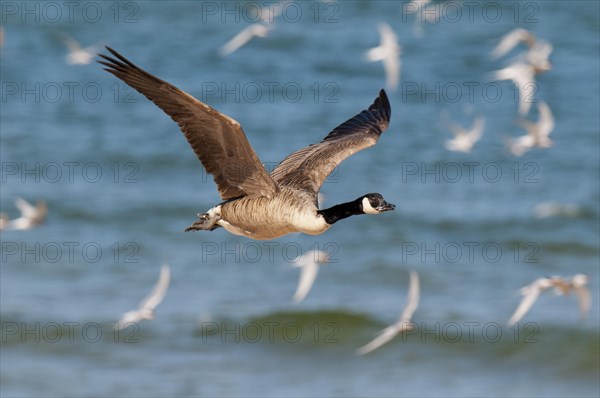 Canada Goose