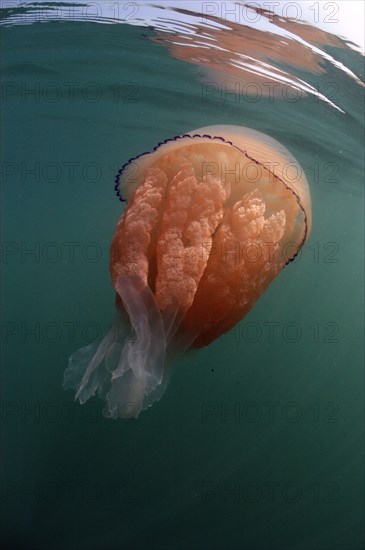 Barrel Jellyfish