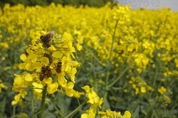 Western Honey honey bee