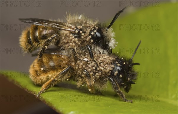 Red mason bee