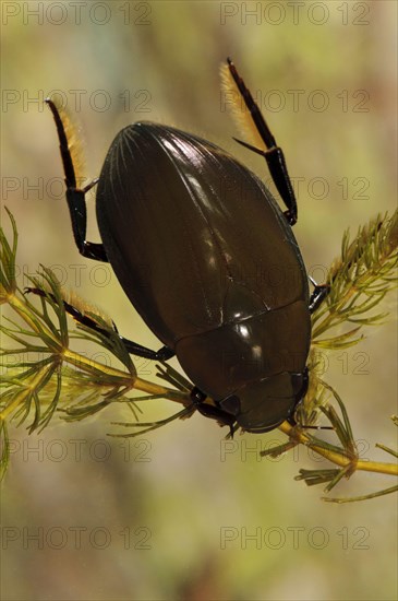 Large great silver water beetle