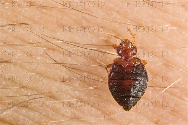 Common Bedbug