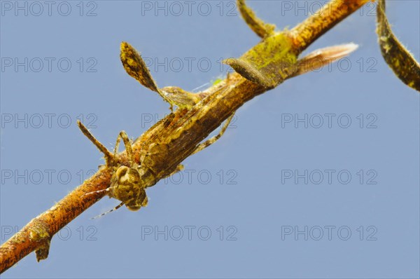 Blue-tailed damselfly