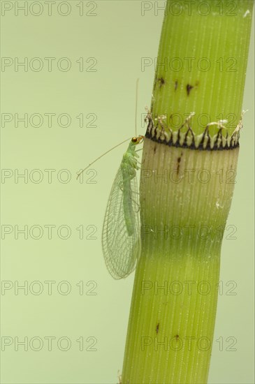 Common Green Lacewing