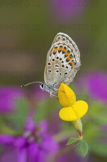 Silver-studded Blue