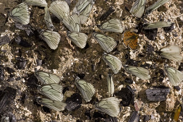 Black-masked black-veined white