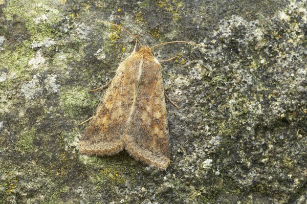 Cotton Bollworm