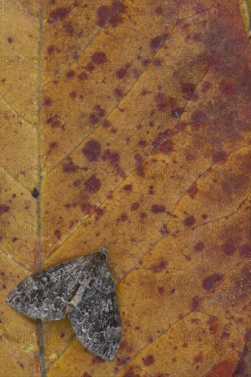 Common Marbled Carpet