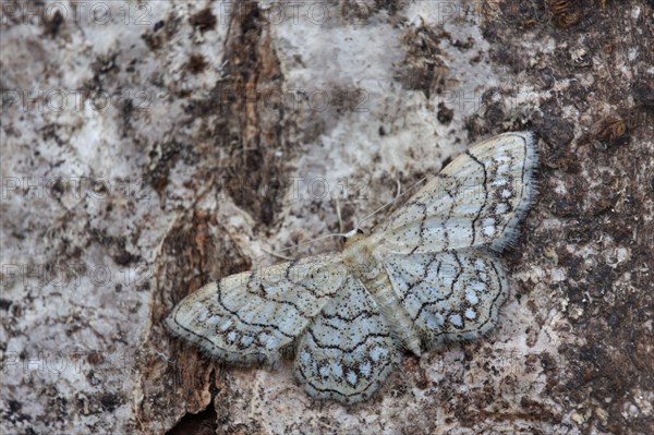 Pearl-bordered moth