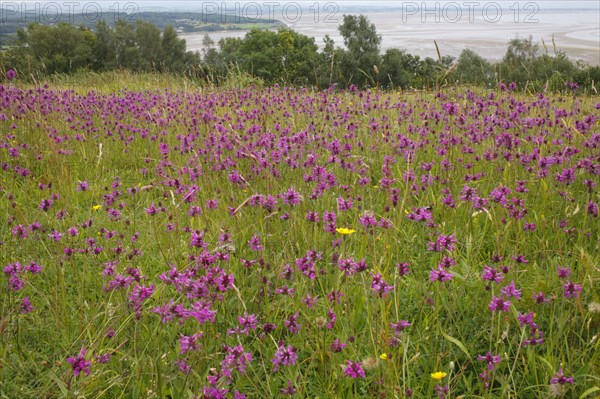 Betonica officinalis