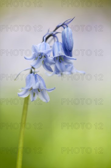 Hybrid Bluebell