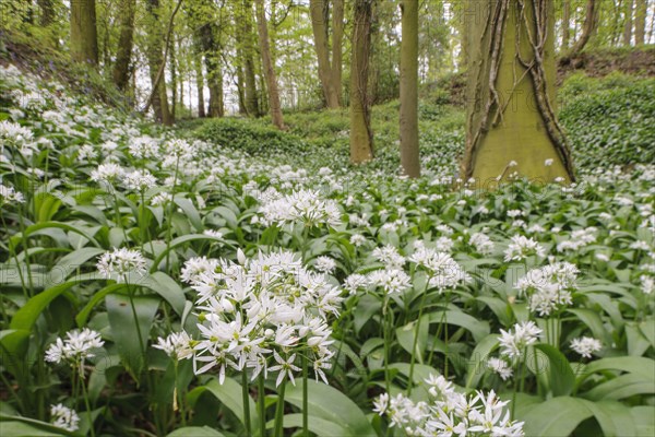 Ramsons