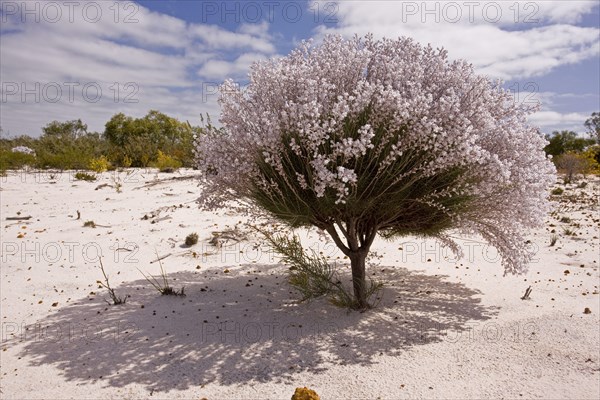 Lambswool Bush