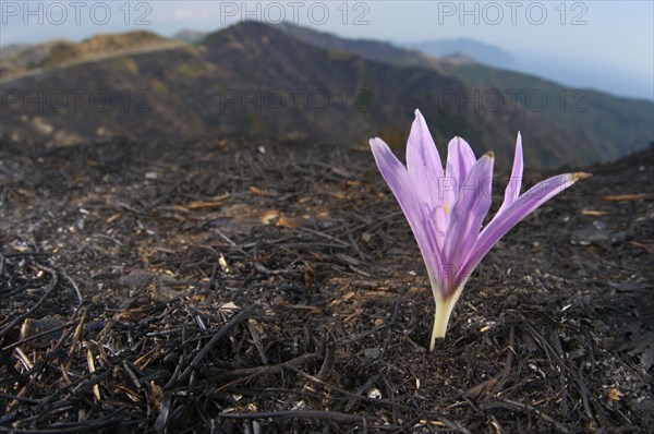 Flowering autumn crocus