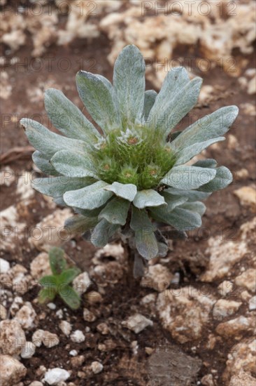 Rosette of dwarf ragwort