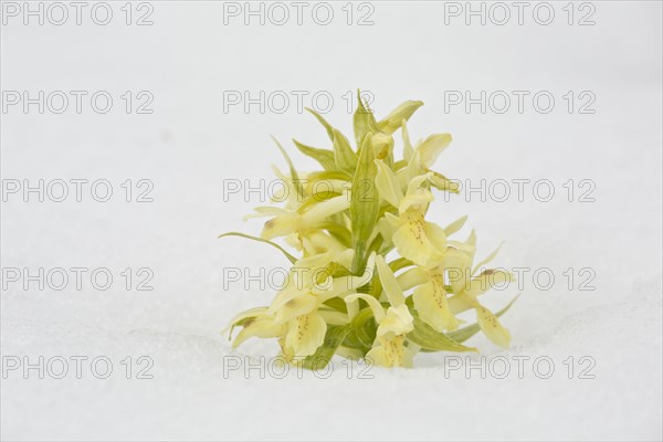 Elder-flowered orchid
