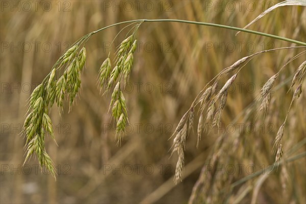 Rye brome