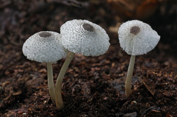 Skullcap Dapperling