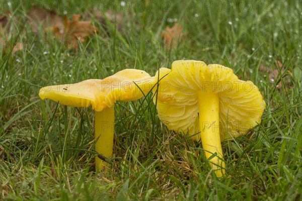 Golden Waxcap